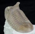 Asaphus Punctatus Trilobite - Exposted Hypostome #89054-1